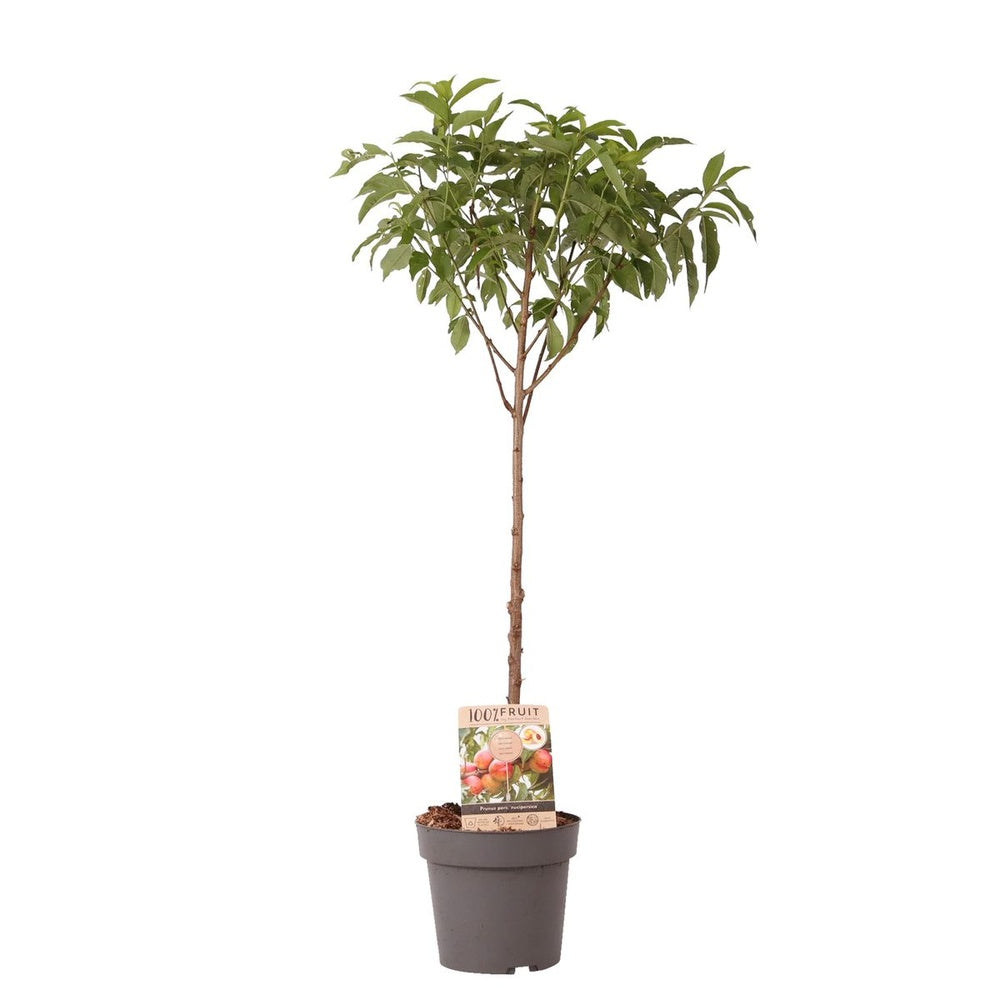 Нектарина джудже Prunus persica Nucipersica – компактно овощно дърво за саксия