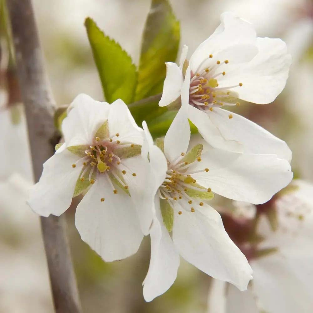 Сакура, японска плачеща череша Snow Fountain, с бели цветове