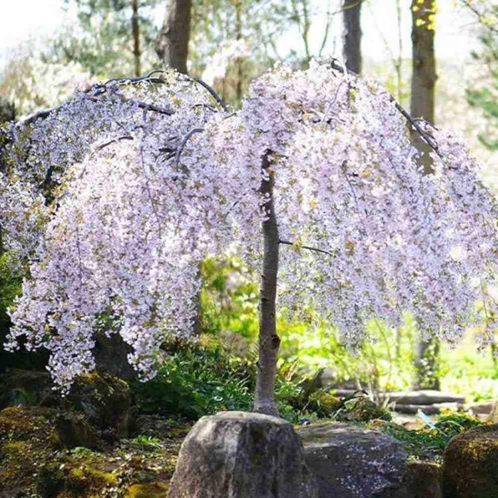 Сакура, японска плачеща череша Snow Fountain, с бели цветове