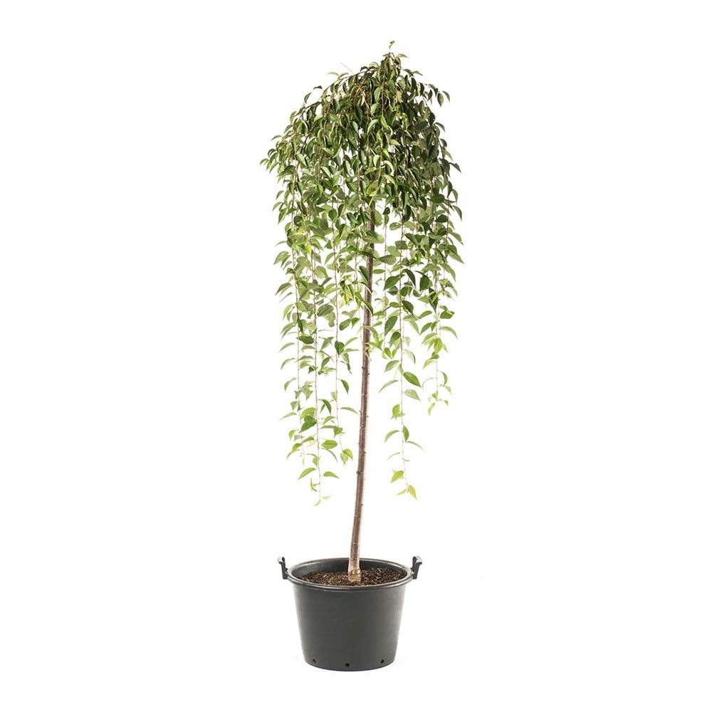 Сакура, японска плачеща череша Snow Fountain, с бели цветове