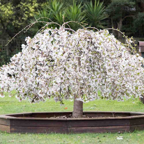 Сакура, японска плачеща череша Snow Fountain, с бели цветове