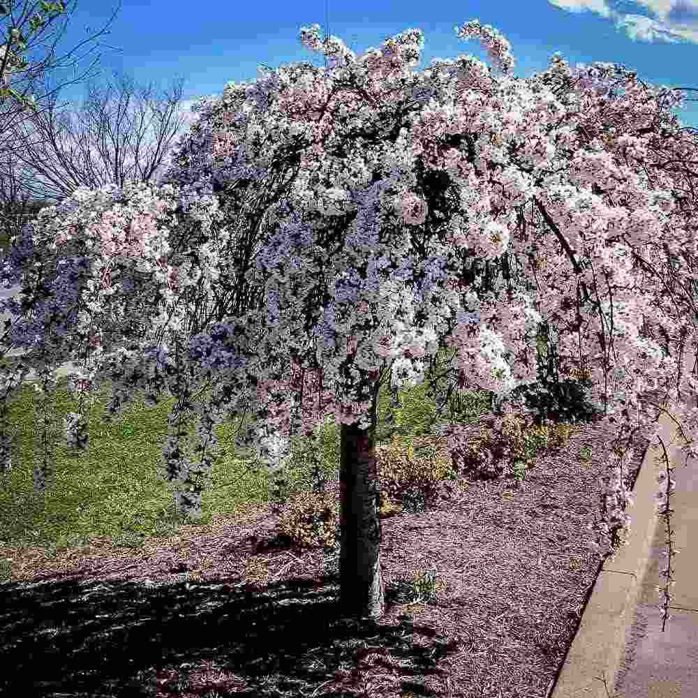 Сакура, японска плачеща череша Snow Fountain, с бели цветове
