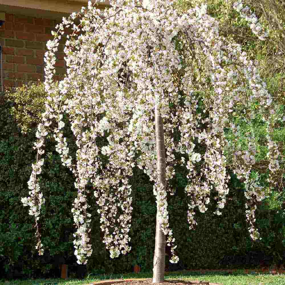 Сакура, японска плачеща череша Snow Fountain, с бели цветове