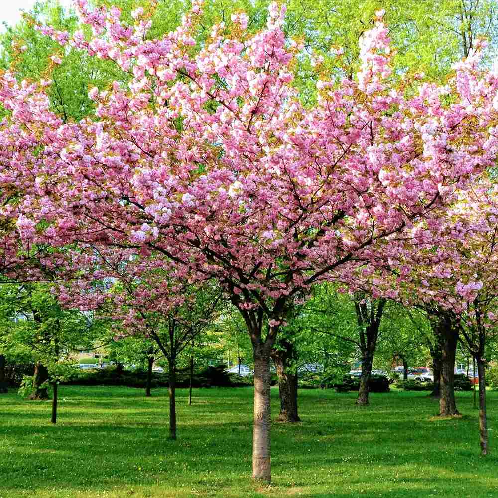 Migdal Japonez Pitic Ornamental Triloba, cu flori roz duble spectaculoase, crestere moderata,