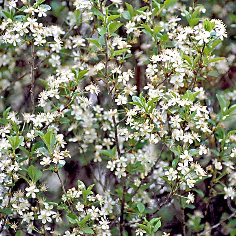 Декоративна глобуларна вишна Umbraculifera, с бели цветове, кръгла корона, идеална за сянка, алеи и дворове