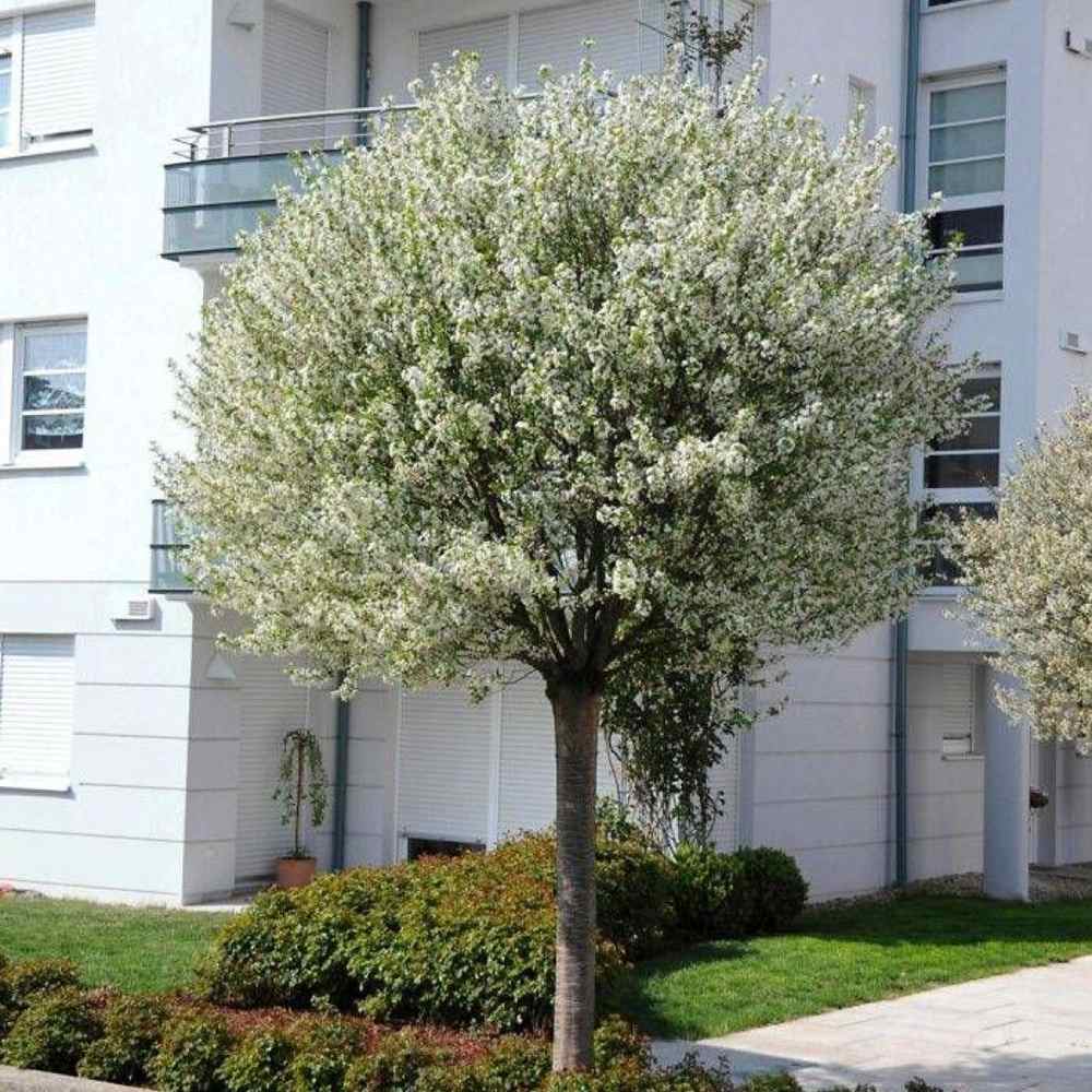 Декоративна глобуларна вишна Umbraculifera, с бели цветове, кръгла корона, идеална за сянка, алеи и дворове