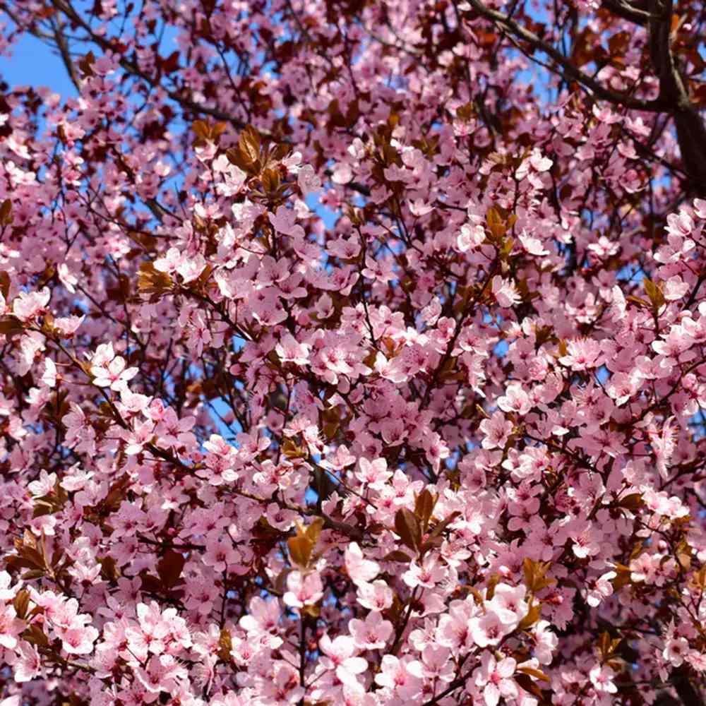 Декоративна слива червенолистна Pissardii, с червени листа и розови цветове