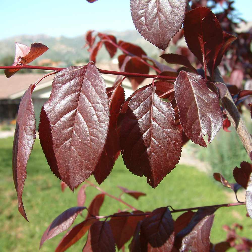 Prun ornamental Corcodus rosu Pissardii, frunze rosii, flori roz, arbore decorativ, fructe zemoase