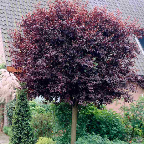 Декоративна слива червенолистна Pissardii