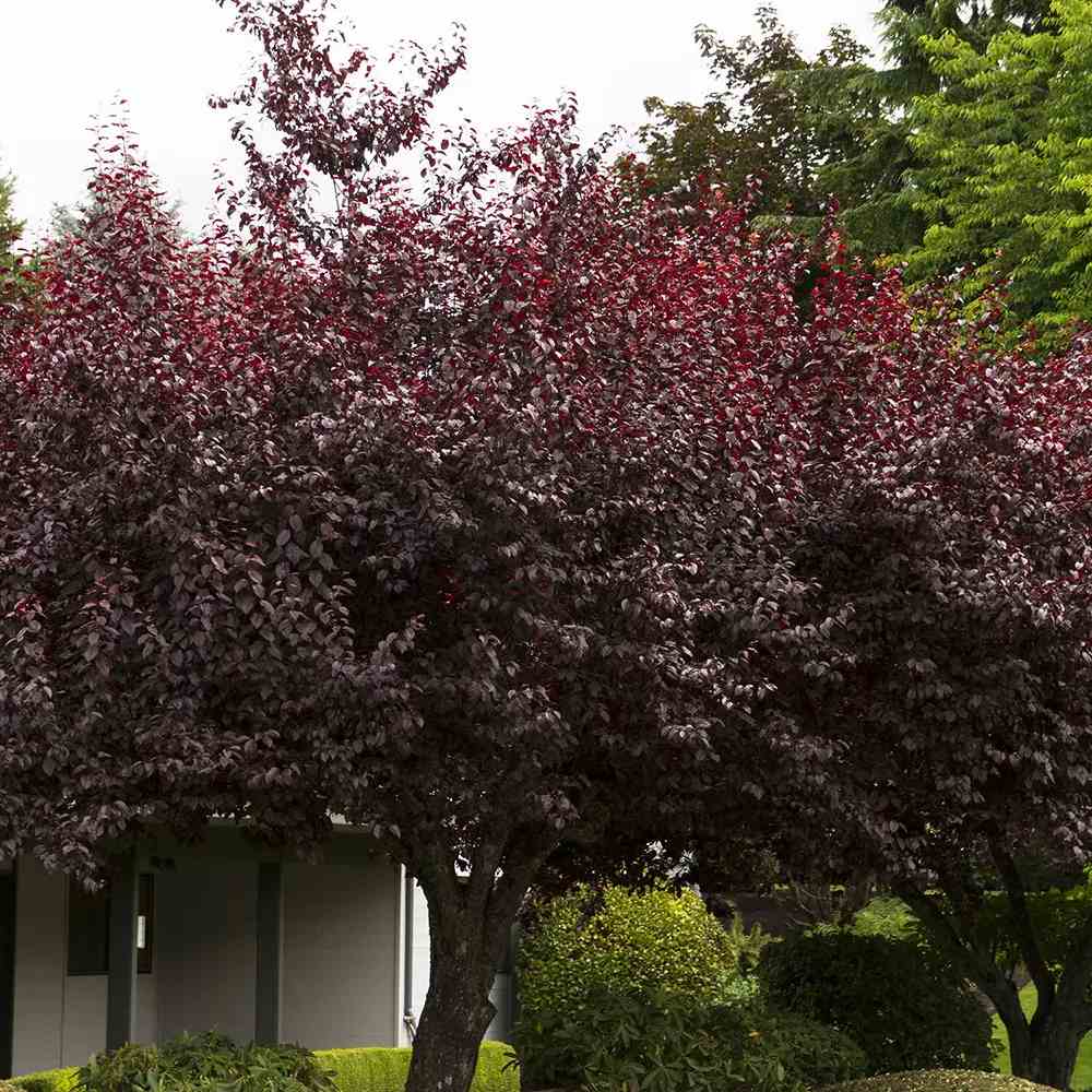 Prun ornamental Corcodus rosu Pissardii, frunze rosii, flori roz, arbore decorativ, fructe zemoase