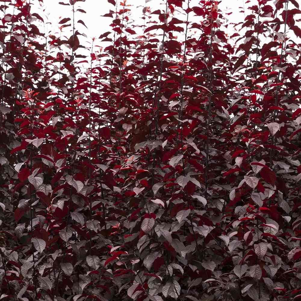 Декоративна слива червенолистна Pissardii, с червени листа и розови цветове