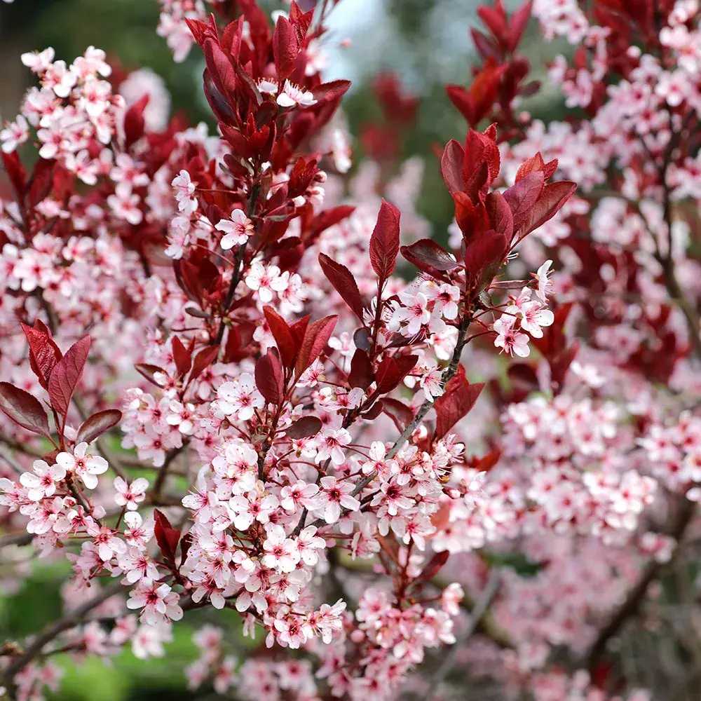 Prun ornamental Corcodus rosu Pissardii, frunze rosii, flori roz, arbore decorativ, fructe zemoase