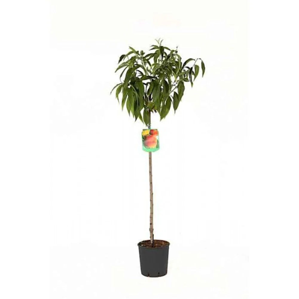 Piersic (Prunus Persica) Duchessa D'Este, cu fructe roz, an 2 pe rod