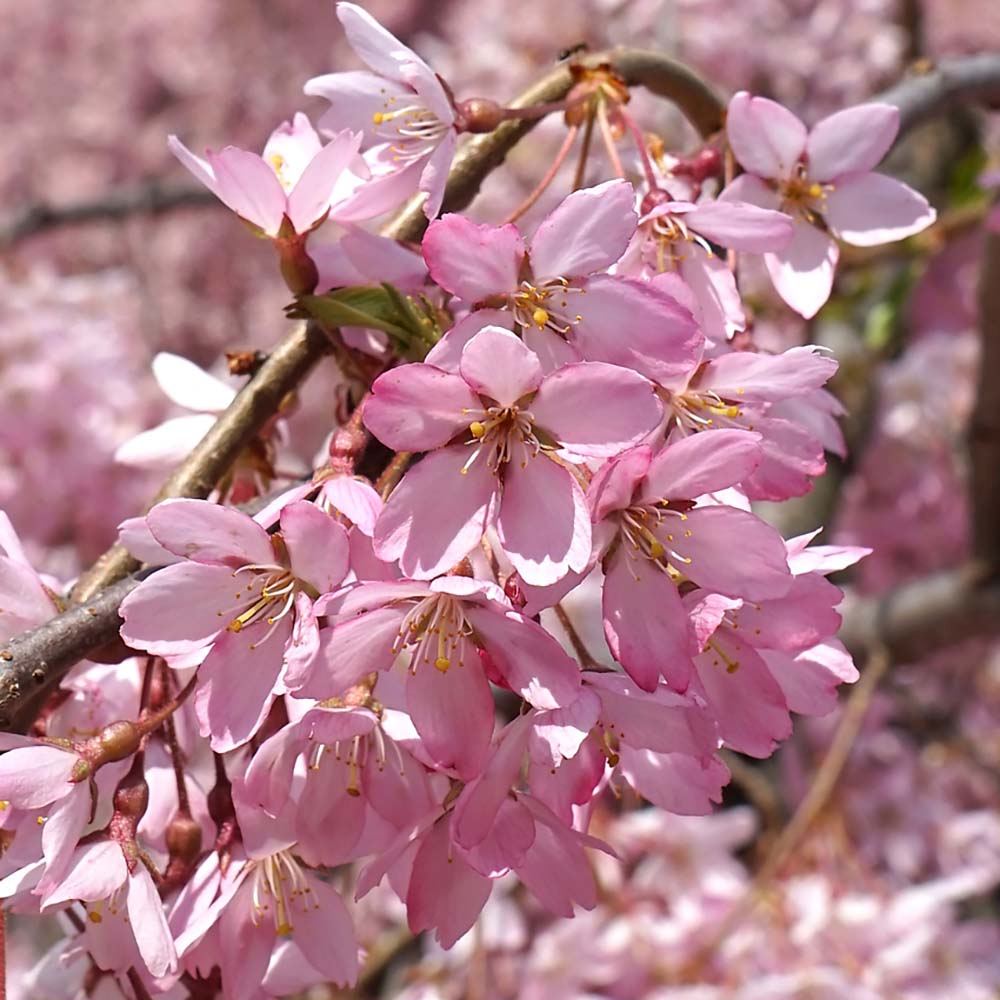 Сакура, плачеща декоративна череша (Pendula Rubra), с розови цветове