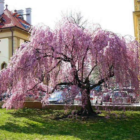 Сакура, плачеща декоративна череша (Pendula Rubra), с розови цветове