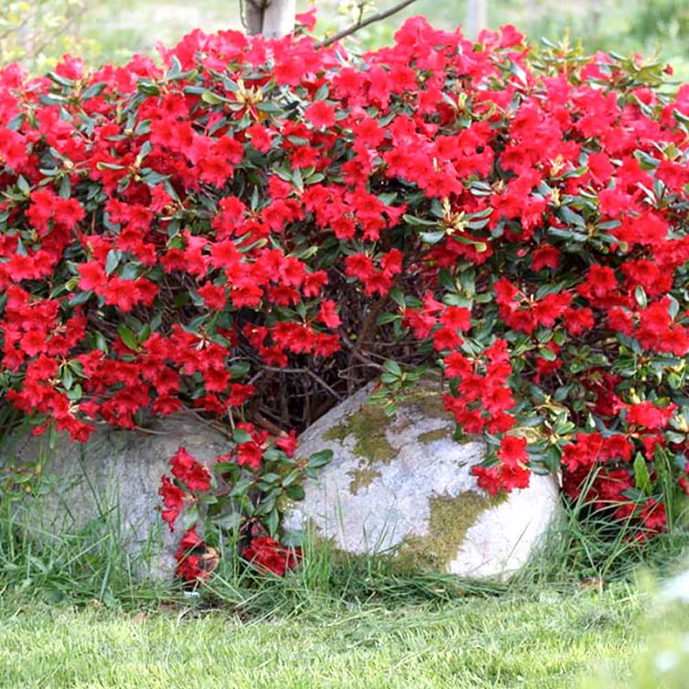 Японска азалия (Rhododendron) Baden Baden – храст с наситеночервени цветове за кисели почви
