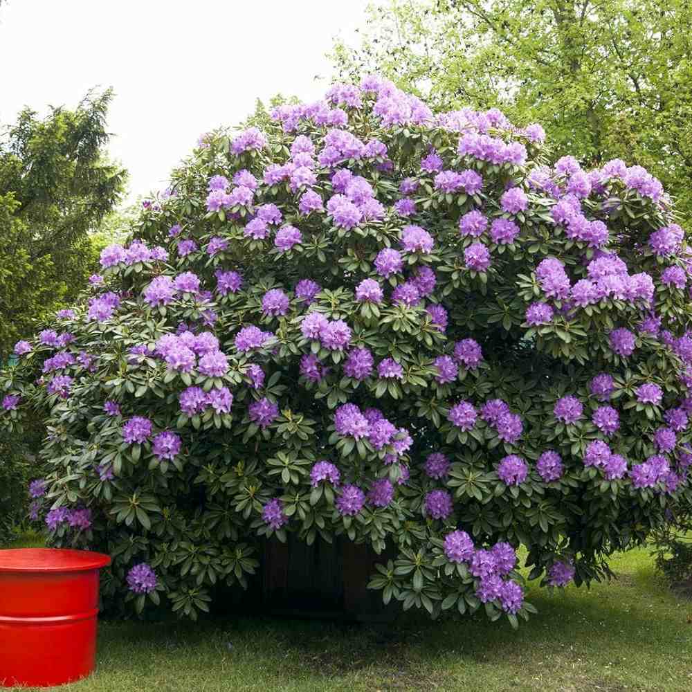 Рододендрон Catawbiense Grandiflorum – вечнозелен храст с едри лилаво-виолетови цветове