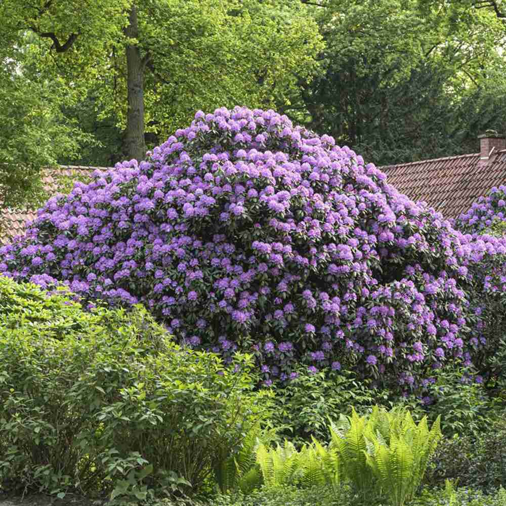 Рододендрон Catawbiense Grandiflorum – вечнозелен храст с едри лилаво-виолетови цветове