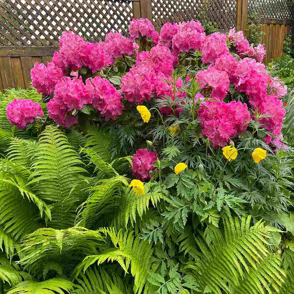 Азалия японска (Rhododendron) 'Germania' – храст с едри наситенорозови цветове за кисели почви