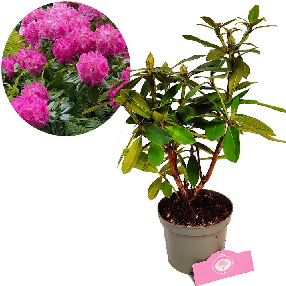 Азалия японска (Rhododendron) 'Germania' – храст с едри наситенорозови цветове за кисели почви