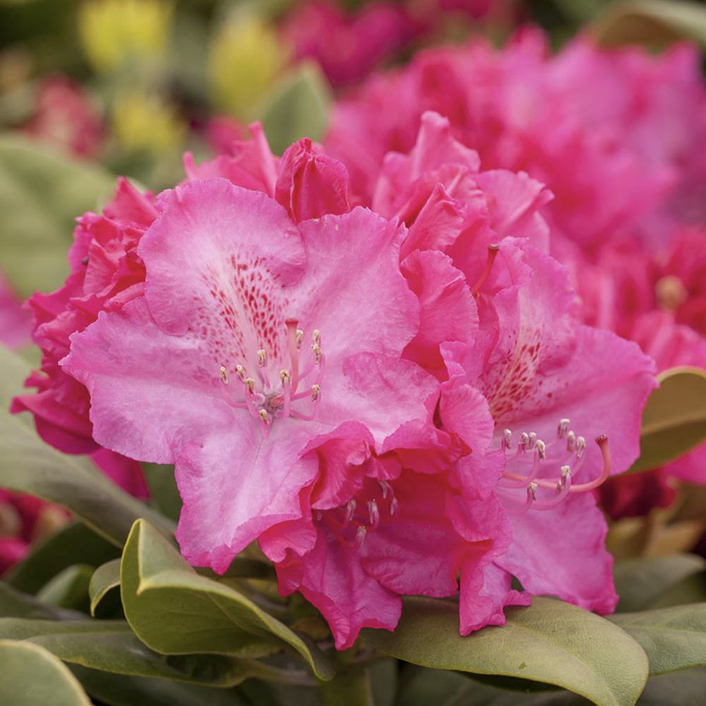 Азалия японска (Rhododendron) 'Germania' – храст с едри наситенорозови цветове за кисели почви