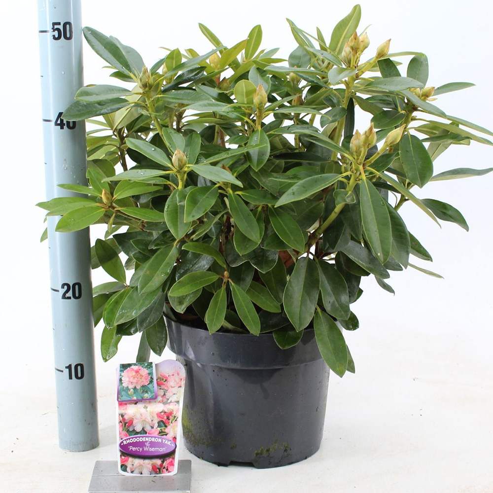 Азалия японска (Rhododendron) Percy Wiseman – компактен храст с променливи розово-сьомгови цветове, вечнозелен за кисела почва и полусянка