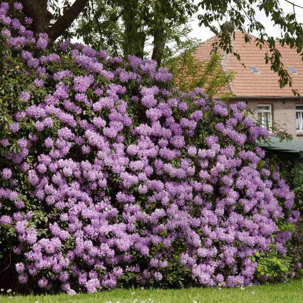 Azaleea japoneza (Rhododendron) Catawbiense Grandiflorum, cu flori violet-inchis