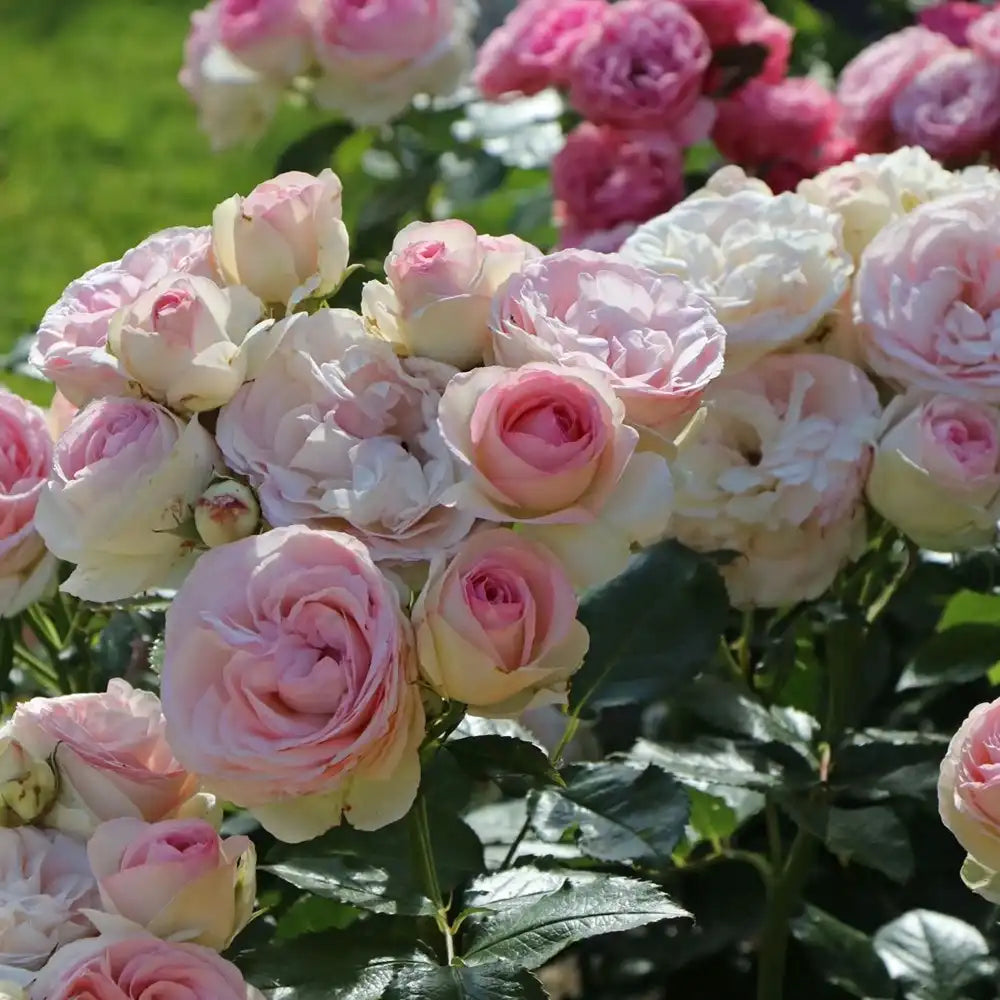 Trandafir Catarator alb cu inima roz Edenrose 85, cu inflorire repetata