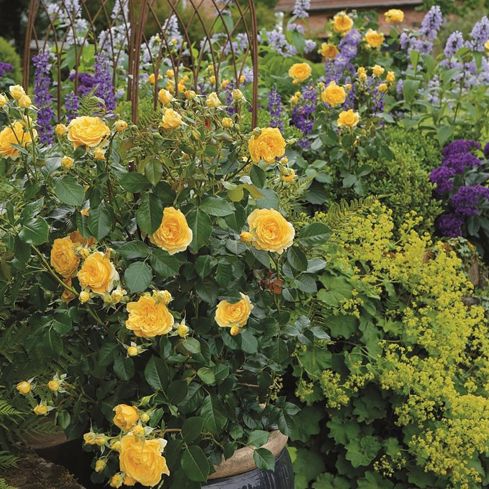 Trandafir Floribunda galben-portocaliu Inka, inflorire repetata