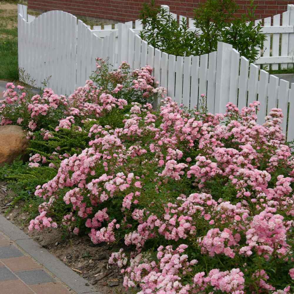 Trandafir tarator roz The Fairy, inflorire repetata