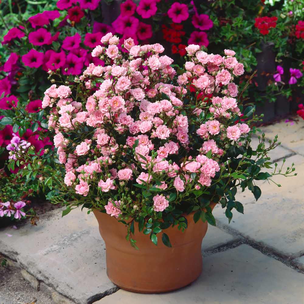 Trandafir tarator roz The Fairy, inflorire repetata