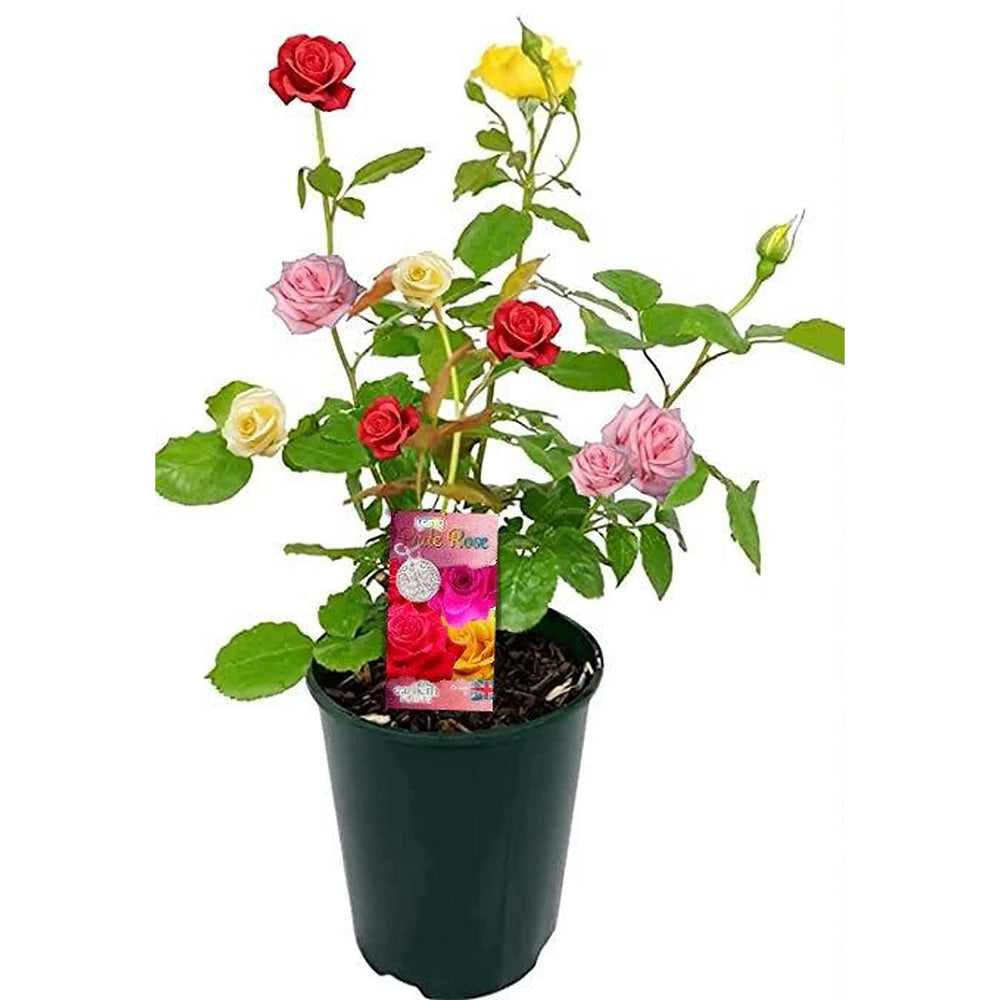Джуджева трицветна роза Beau Monde, три цвята в саксия, ароматни и декоративни цветове