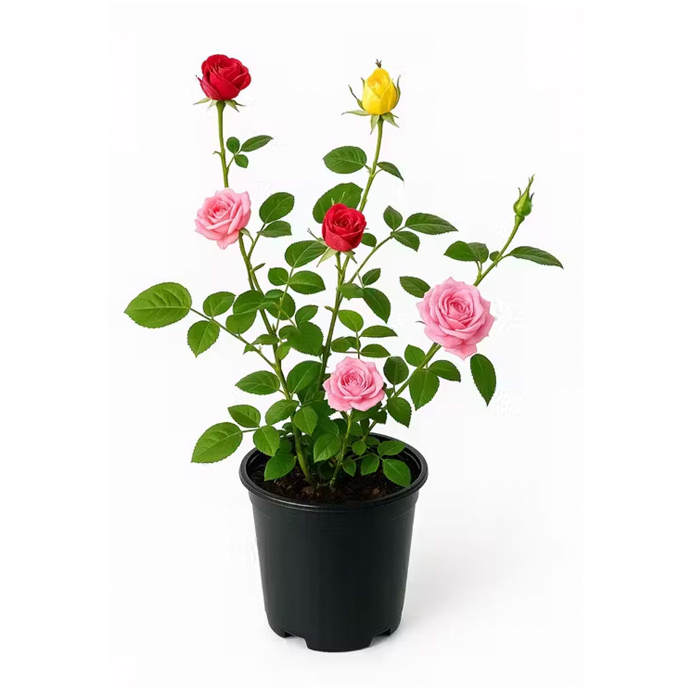 Джуджева трицветна роза Beau Monde, три цвята в саксия, ароматни и декоративни цветове