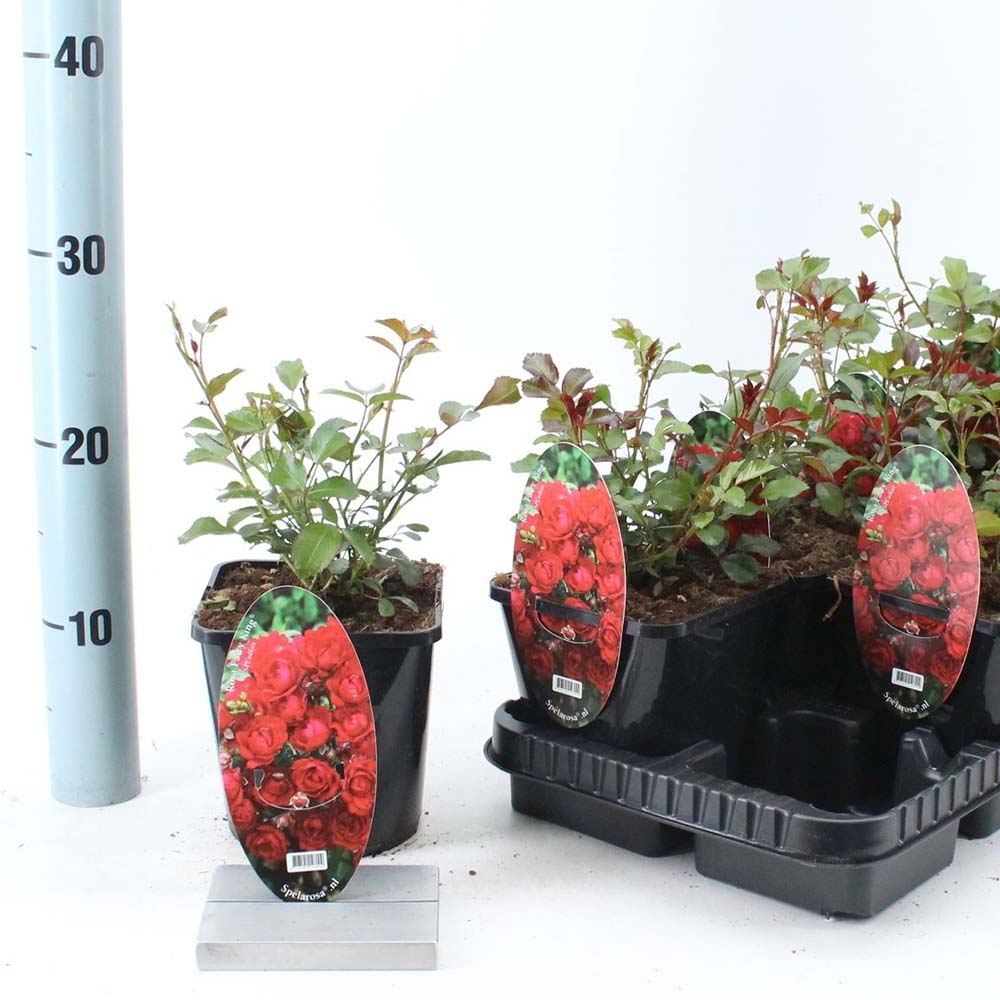 Катерлива роза червена The Fairy King, повтарящ цъфтеж