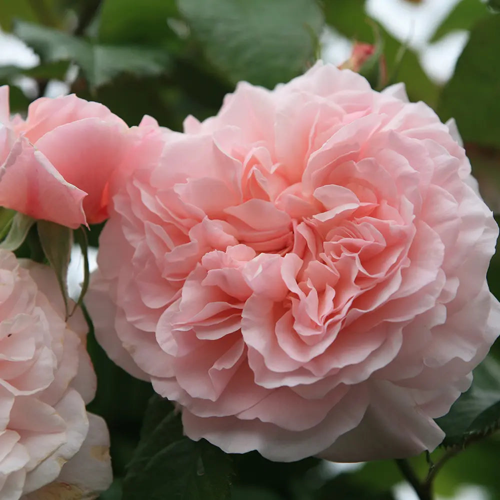 Trandafir Catarator roz-pastelat Rose de Tolbiac, cu inflorire repetata, multiplu premiat