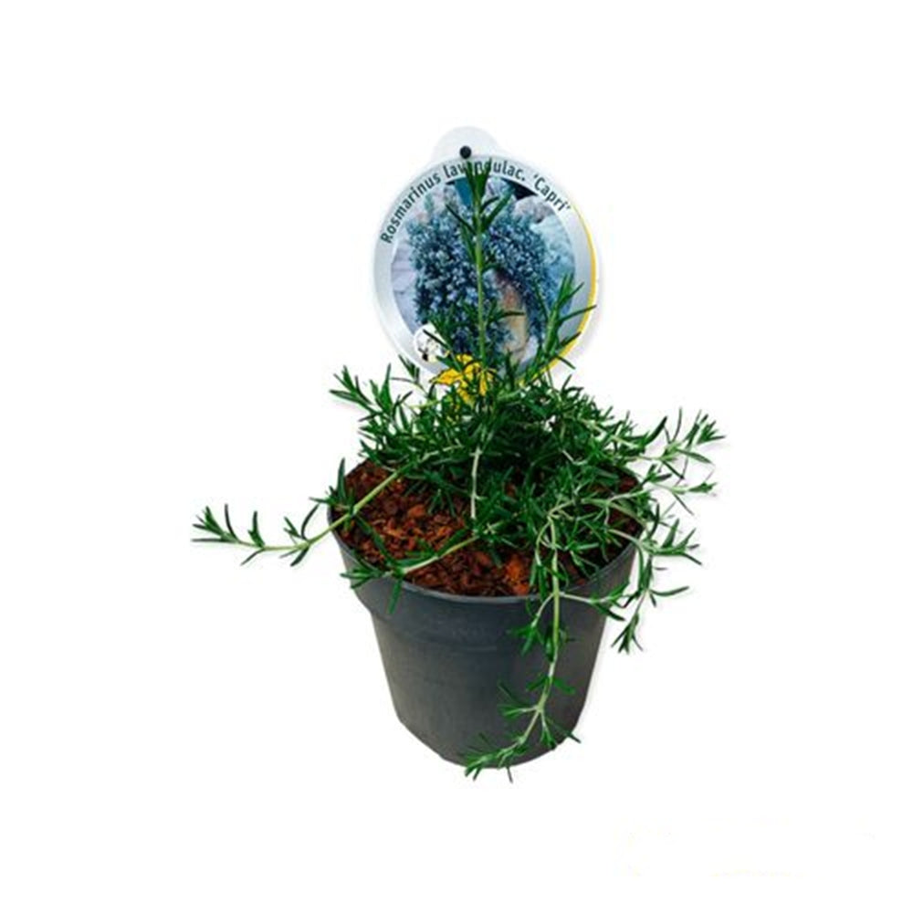 Rozmarin Capri in ghiveci, planta aromatica perena pentru ghiveci si gradina, flori albastre parfumate