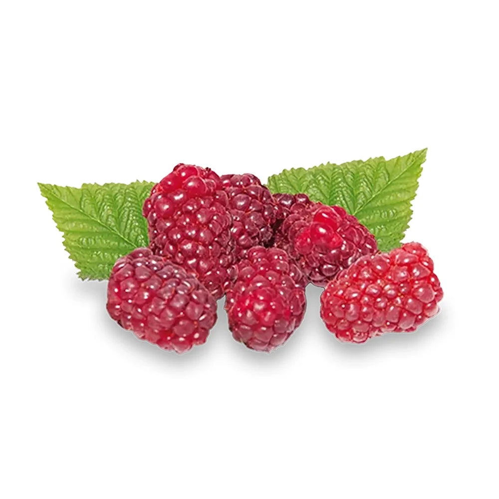 Zmeura Curgatoare Tayberry cu gust dulce intens si fructe mari, ideala pentru pergole, an 1 pe rod