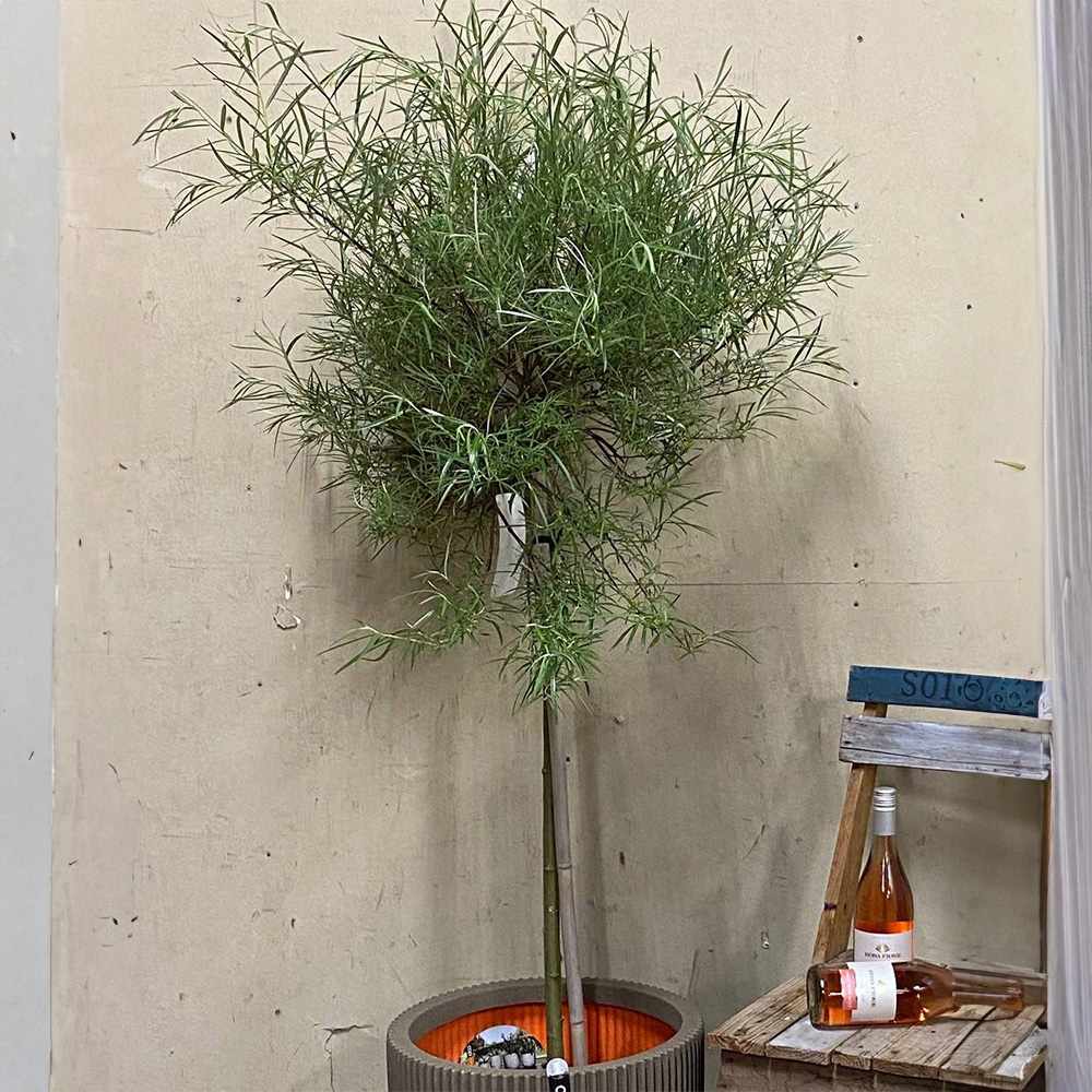 Декоративна върба (Salix palmowa) с широки листа и бърз растеж – студоустойчиво дърво