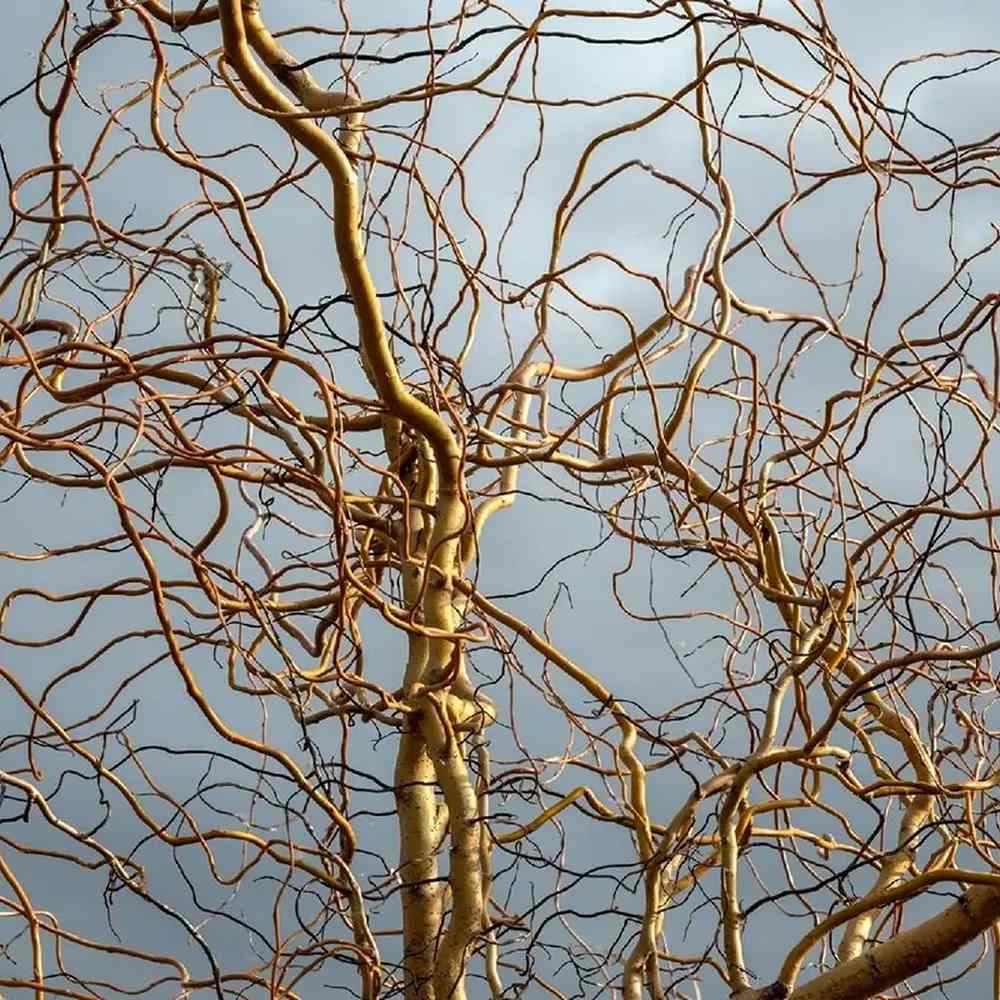 Върба усукана Salix babylonica Tortuosa, декоративна върба с извити клони, бързорастяща, студоустойчива