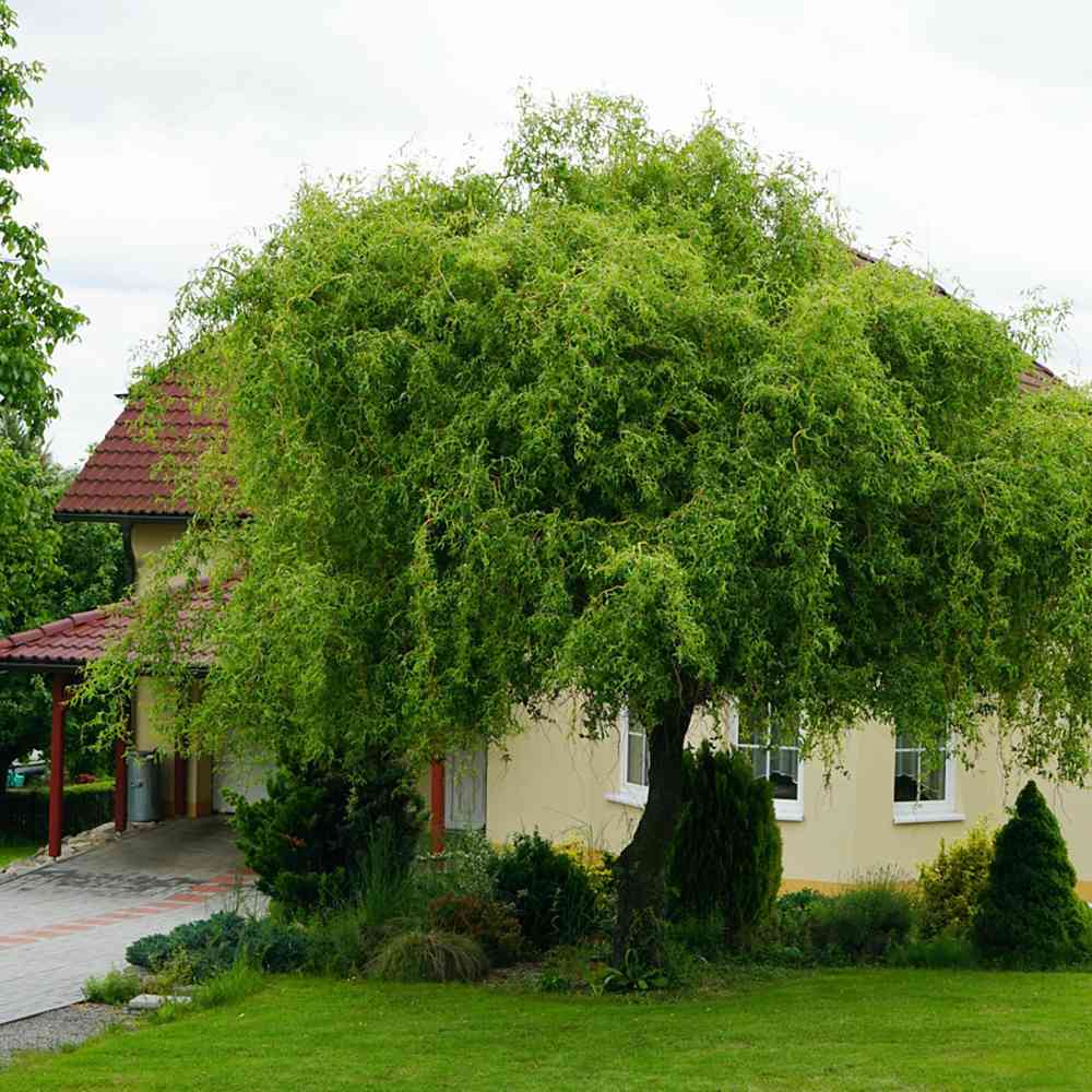 Върба усукана Salix babylonica Tortuosa, декоративна върба с извити клони, бързорастяща, студоустойчива