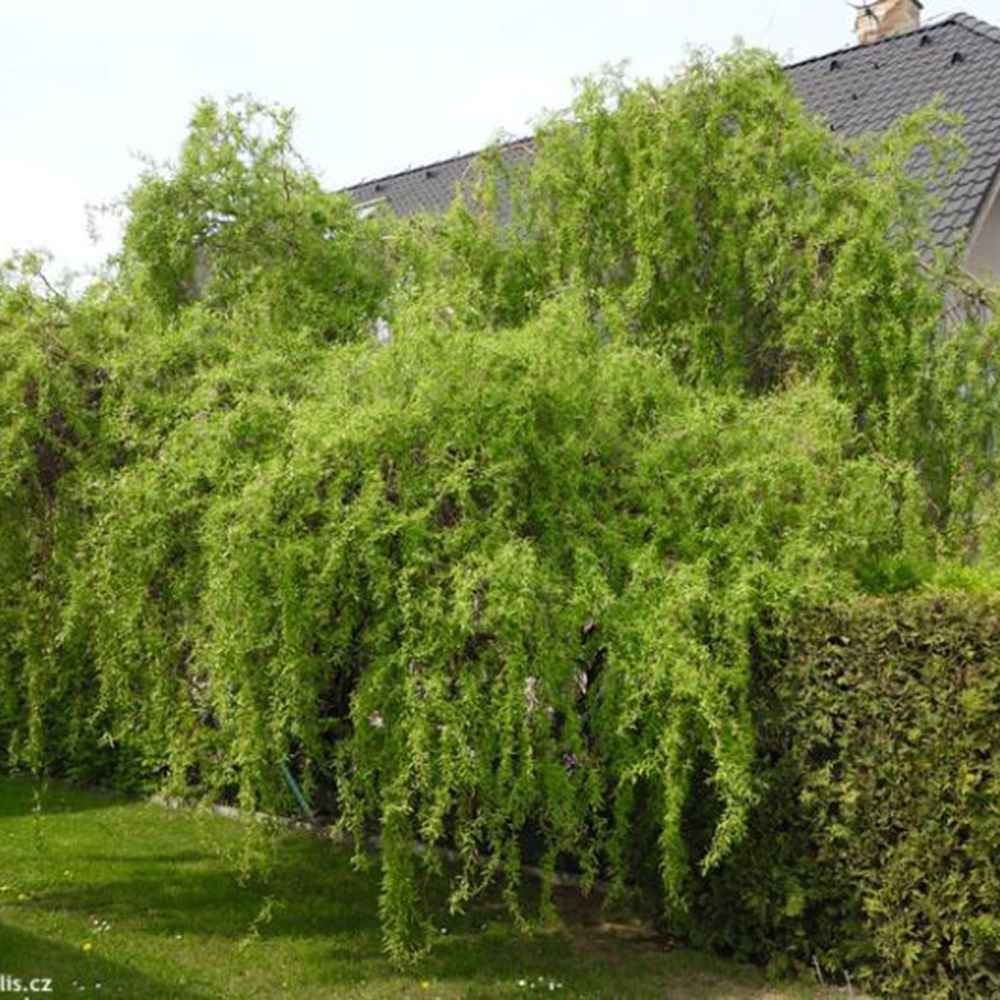 Salix Rasucita babylonica Tortuosa, salcie decorativa cu ramuri rasucite, crestere rapida, rezistenta frig