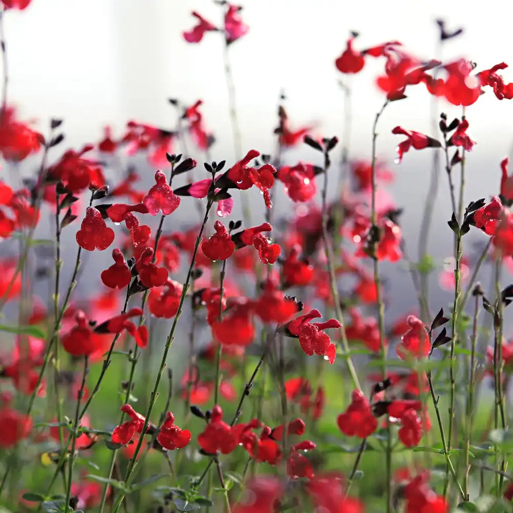 Салвия Royal Bumble, многогодишно растение с яркочервени цветове, дълъг цъфтеж