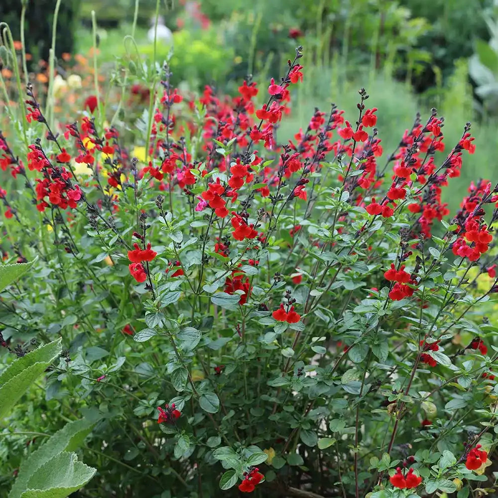 Салвия Royal Bumble, многогодишно растение с яркочервени цветове, дълъг цъфтеж