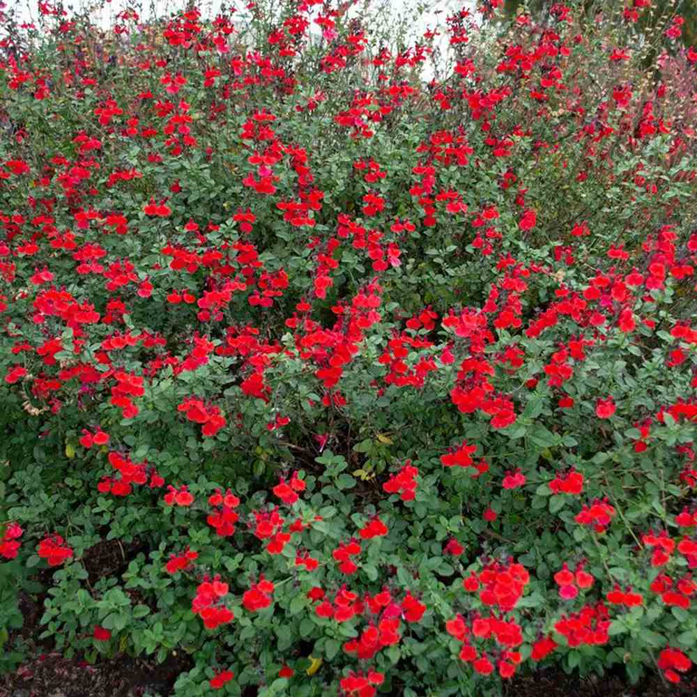 Салвия Royal Bumble, многогодишно растение с яркочервени цветове, дълъг цъфтеж