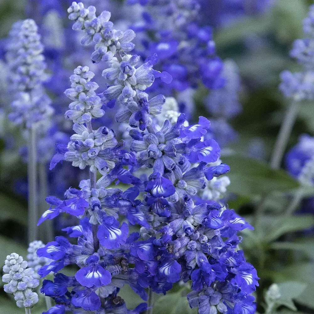 Салвия farinacea Sallyfun Deep Ocean, многогодишно растение с наситеносини цветове, привлича пчели, сухоустойчива