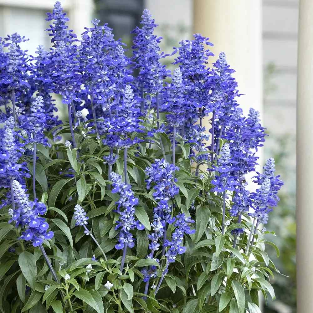 Салвия farinacea Sallyfun Deep Ocean, многогодишно растение с наситеносини цветове, привлича пчели, сухоустойчива