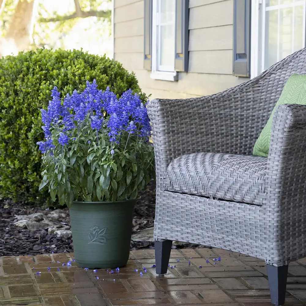 Салвия farinacea Sallyfun Deep Ocean, многогодишно растение с наситеносини цветове, привлича пчели, сухоустойчива