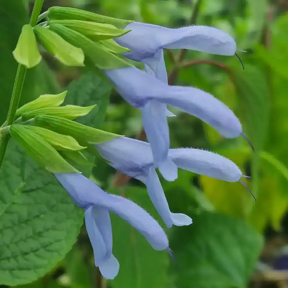 Salvia Argentine Skies - planta perena cu flori albastre delicate, inflorire lunga