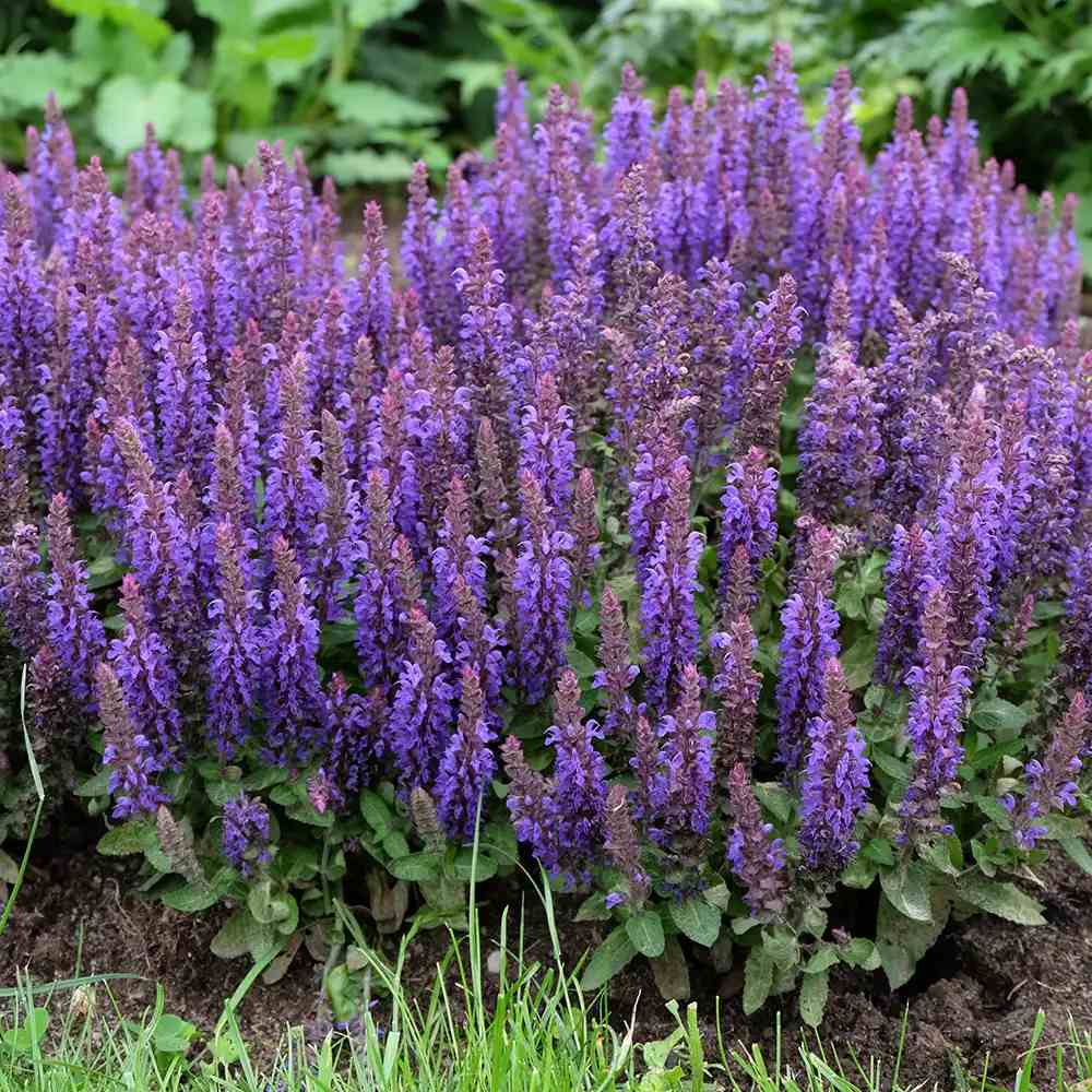 Salvia nemorosa Blue Bouquetta, planta perena cu flori albastre intense, inflorire abundenta
