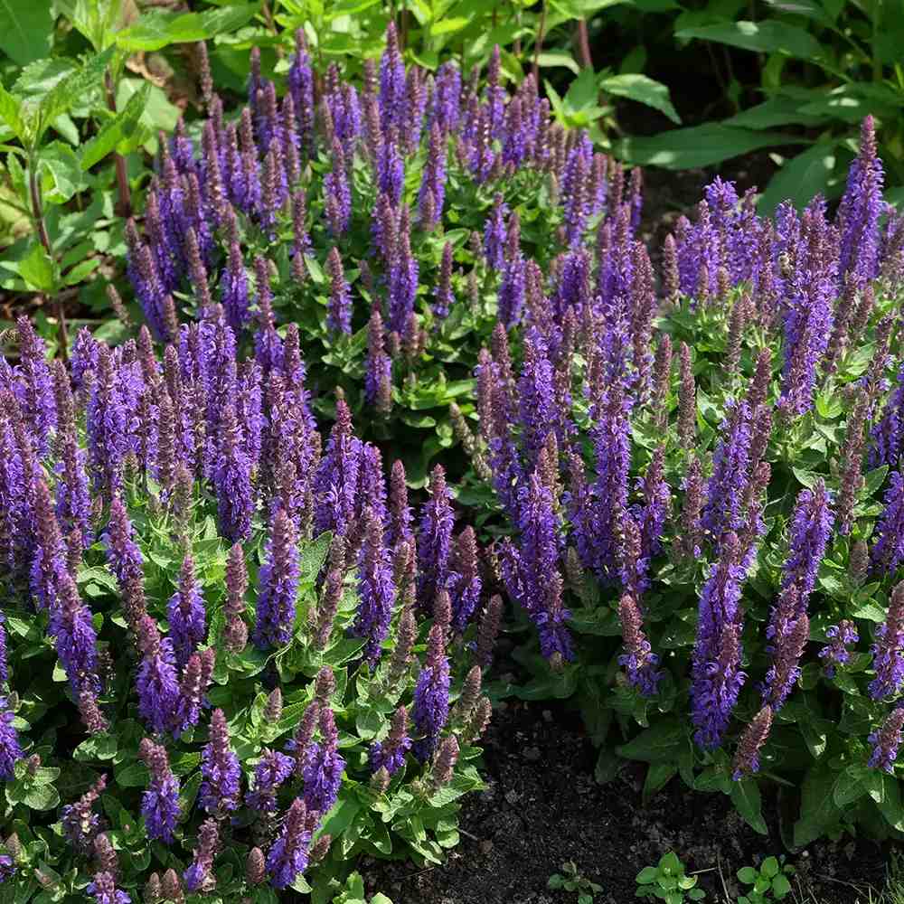 Salvia nemorosa Blue Bouquetta, planta perena cu flori albastre intense, inflorire abundenta